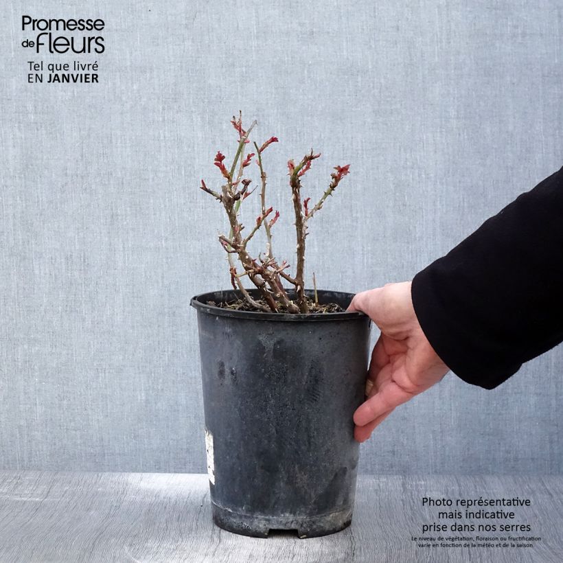 Exemplar von Rosa Amber Sun - Bodendecker-Rose Topf mit 2L/3L wie im Winter geliefert