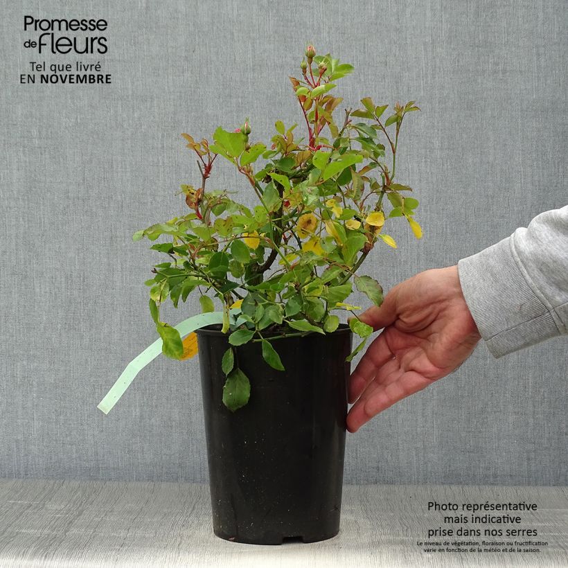 Exemplar von Rosa Rigo Rosen Amica - Bodendecker-Rose Topf mit 3L/4L wie im Herbst geliefert