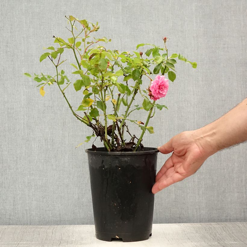 Exemplar von Rosa Rigo Rosen Amica - Bodendecker-Rose Topf mit 3L/4L wie im Sommer geliefert