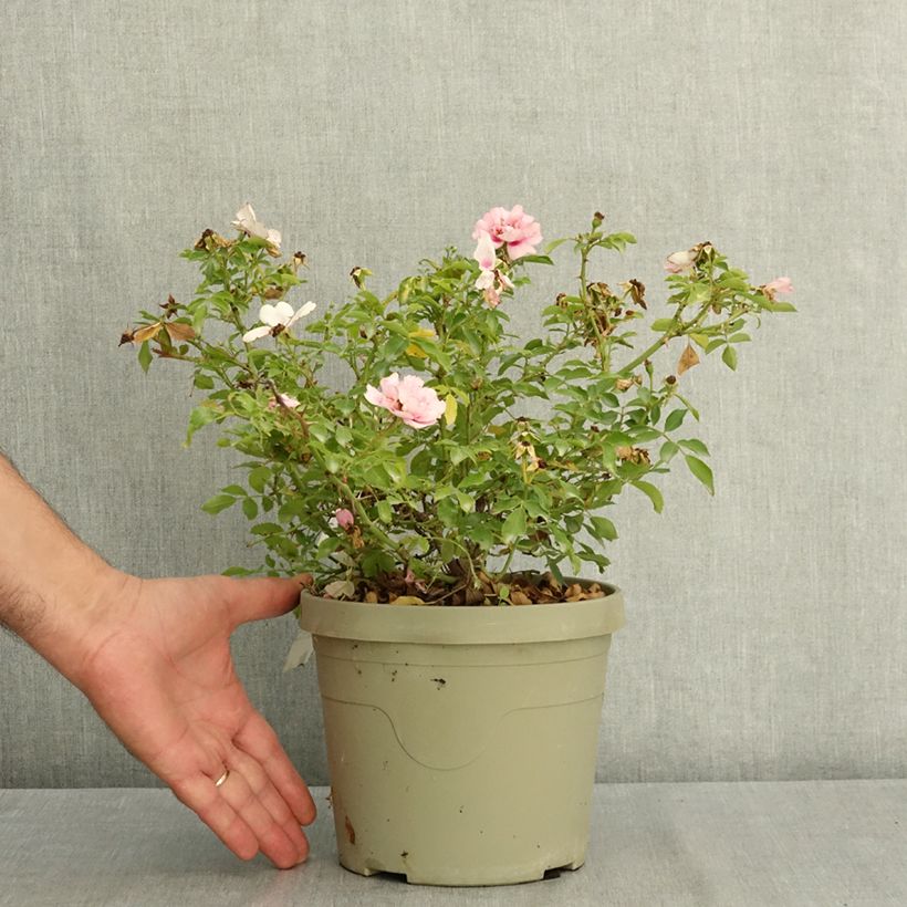 Exemplar von Rosa polyantha Amirose - Zwerg-Parkrose Topf mit 3L/4L wie im Sommer geliefert
