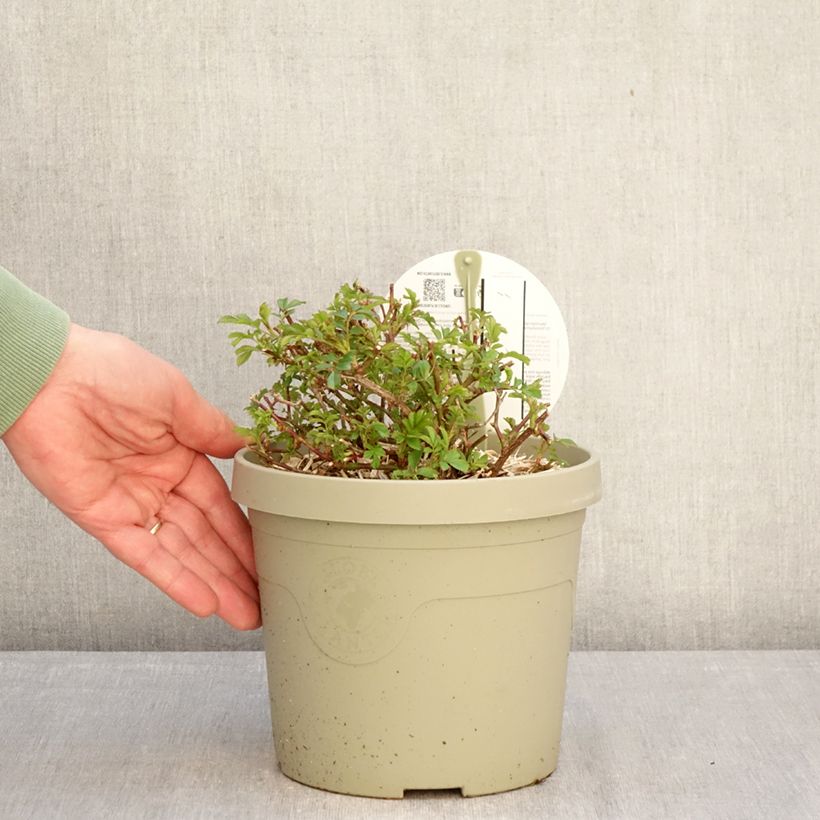 Exemplar von Rosa polyantha Amirose - Zwerg-Parkrose Topf mit 3L/4L wie im Winter geliefert