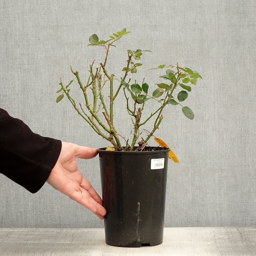 Exemplar von Rosa Black Forest Rose - Bodendecker-Rose Topf mit 4L/5L wie im Winter geliefert