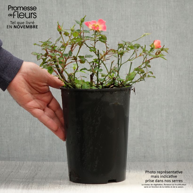 Exemplar von Rosa Happy Chappy - Bodendecker-Rose Topf mit 3L/4L wie im Herbst geliefert