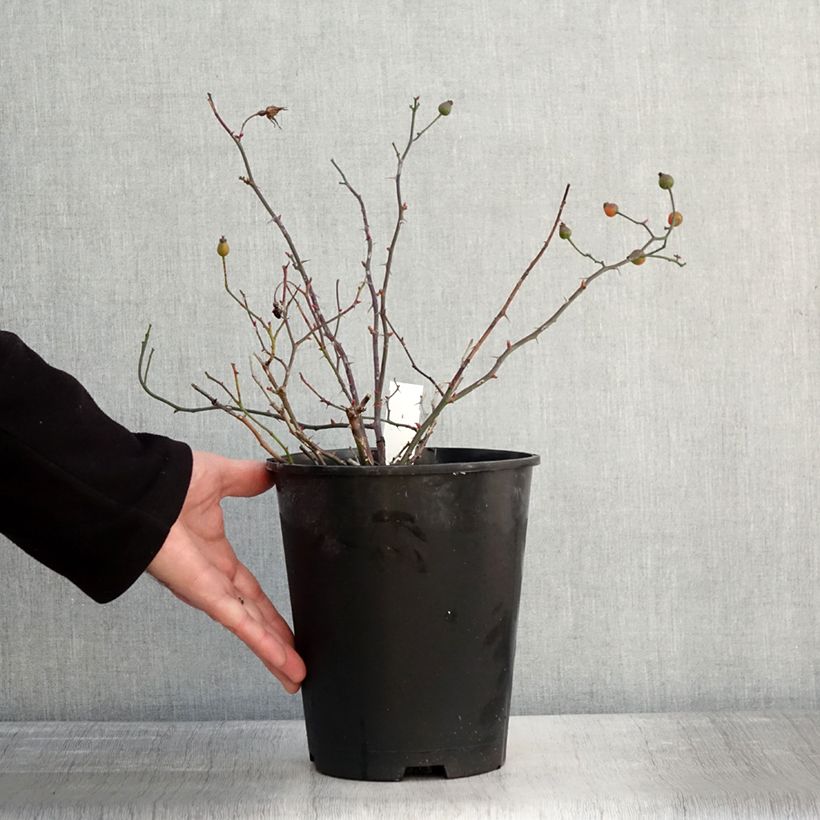 Exemplar von Rosa Happy Chappy - Bodendecker-Rose Topf mit 3L/4L wie im Winter geliefert