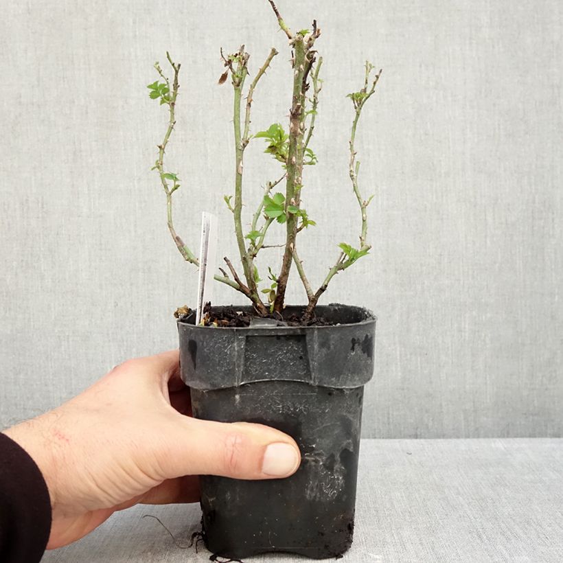 Exemplar von Rosa Larissa - Bodendecker-Rose Topf 10 cm/11cm wie im Herbst geliefert