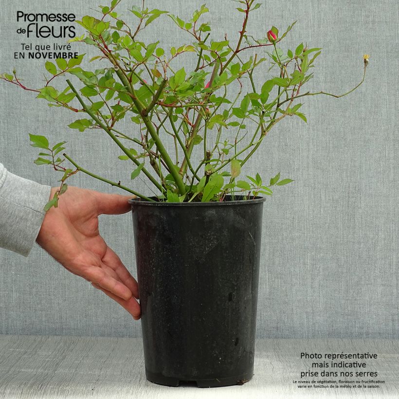 Exemplar von Rosa Lavender Dream - Bodendecker-Rose Topf mit 2L/3L wie im Herbst geliefert
