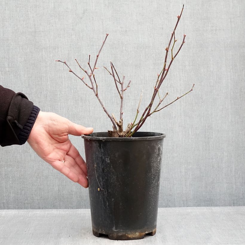 Exemplar von Rosa Pink Double Knock Out - Bodendecker-Rose Topf mit 4L/5L wie im Winter geliefert