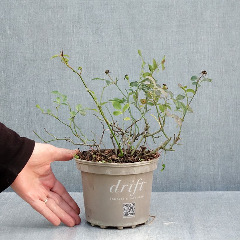 Exemplar von Rettich Vienna F1 die Tüte mit 500 Samen ungefähr (5g) wie im Herbst geliefert