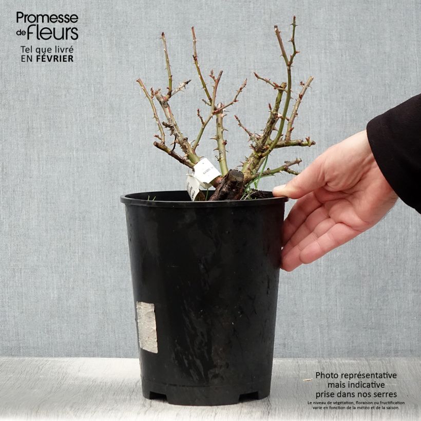 Exemplar von Rosa Pink Flash Trakeeplac - Bodendecker-Rose Topf mit 4L/5L wie im Winter geliefert