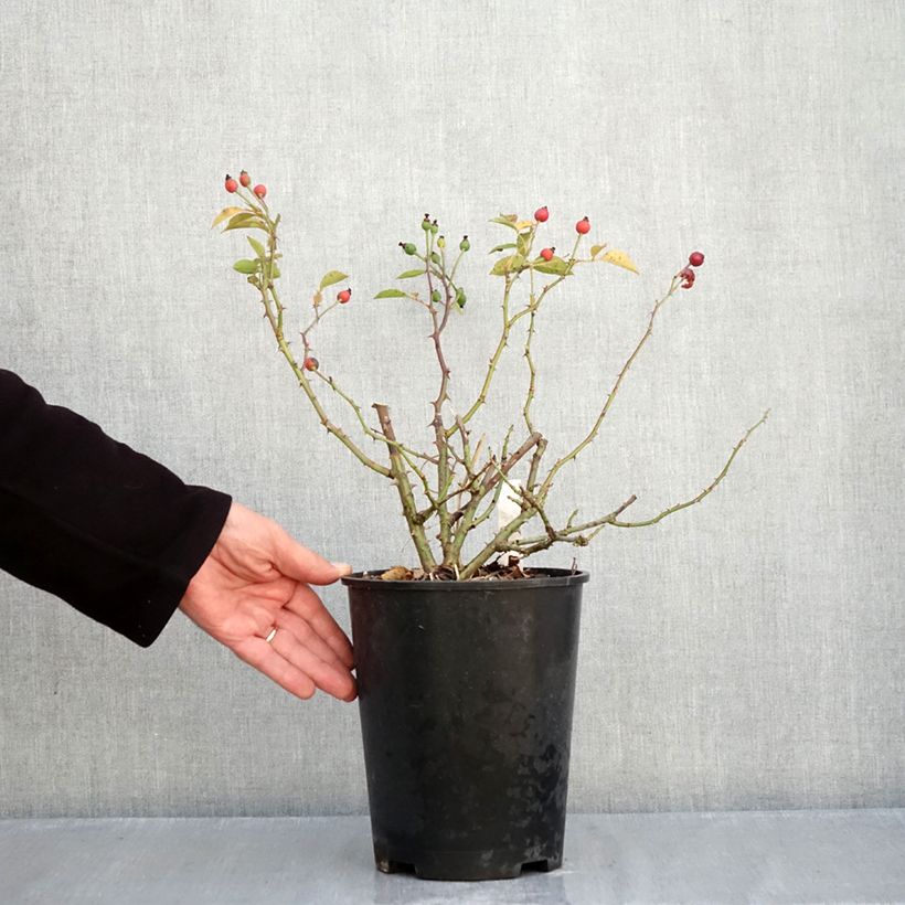 Exemplar von Rosa Pink Flash Trakeeplac - Bodendecker-Rose Topf mit 4L/5L wie im Herbst geliefert