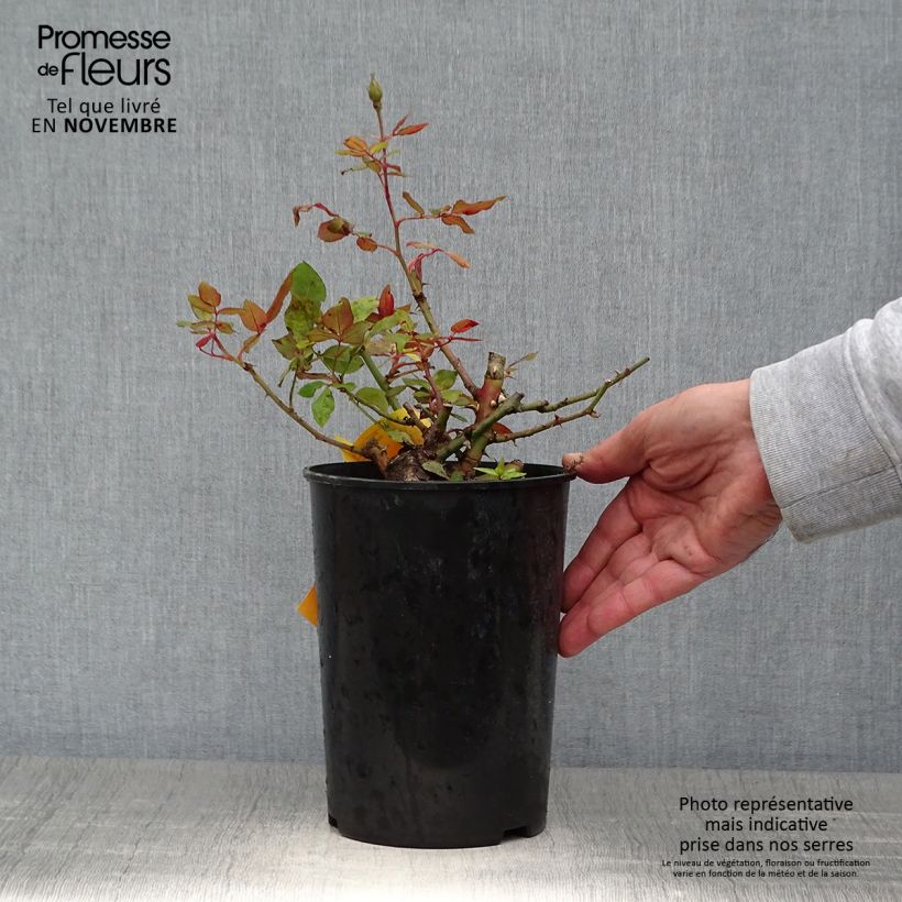 Exemplar von Rosier couvre-sol Pink Knock Out (Rodin) Pot de 3L/4L wie im Herbst geliefert