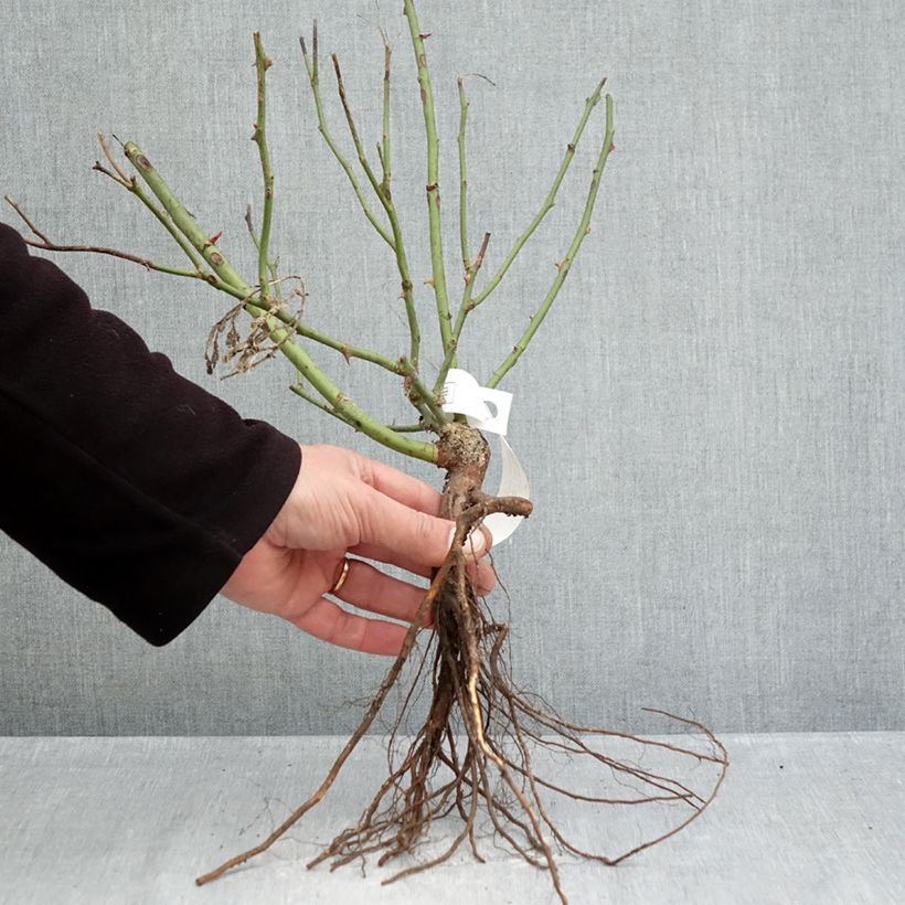 Exemplar von Rosier couvre-sol Pink Knock Out (Rodin) Petites Racines nues wie im Winter geliefert