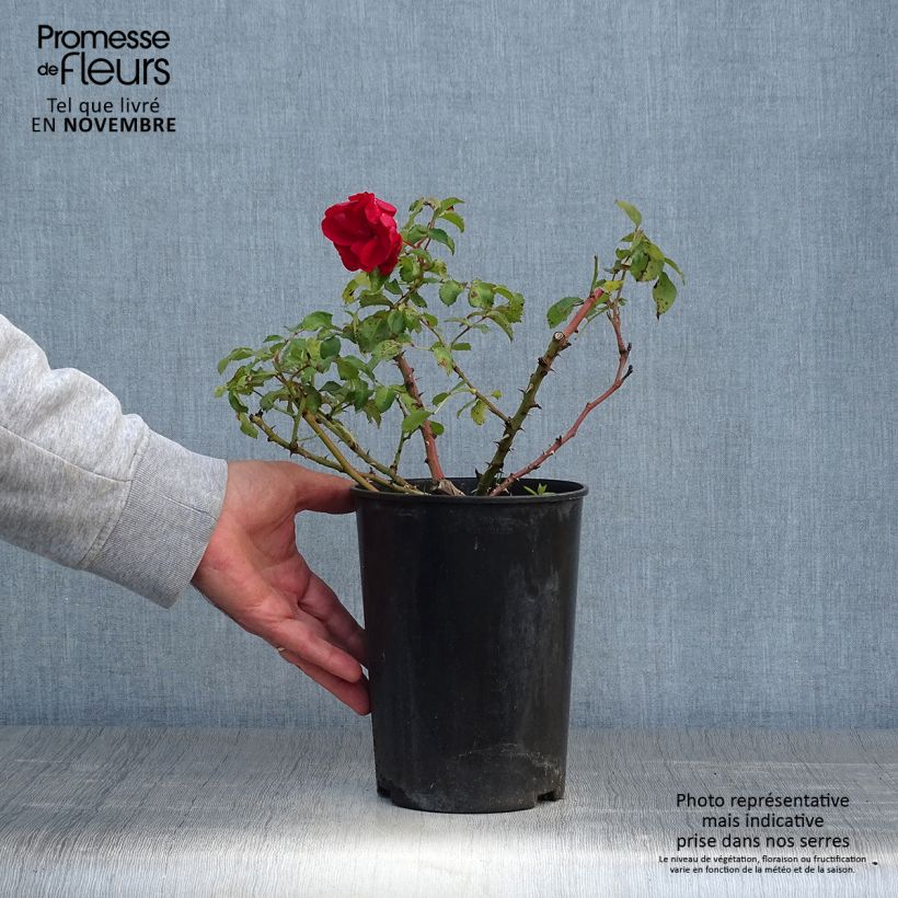 Exemplar von Rosa Rigo Rotilia - Bodendecker-Rose Topf mit 2L/3L wie im Herbst geliefert
