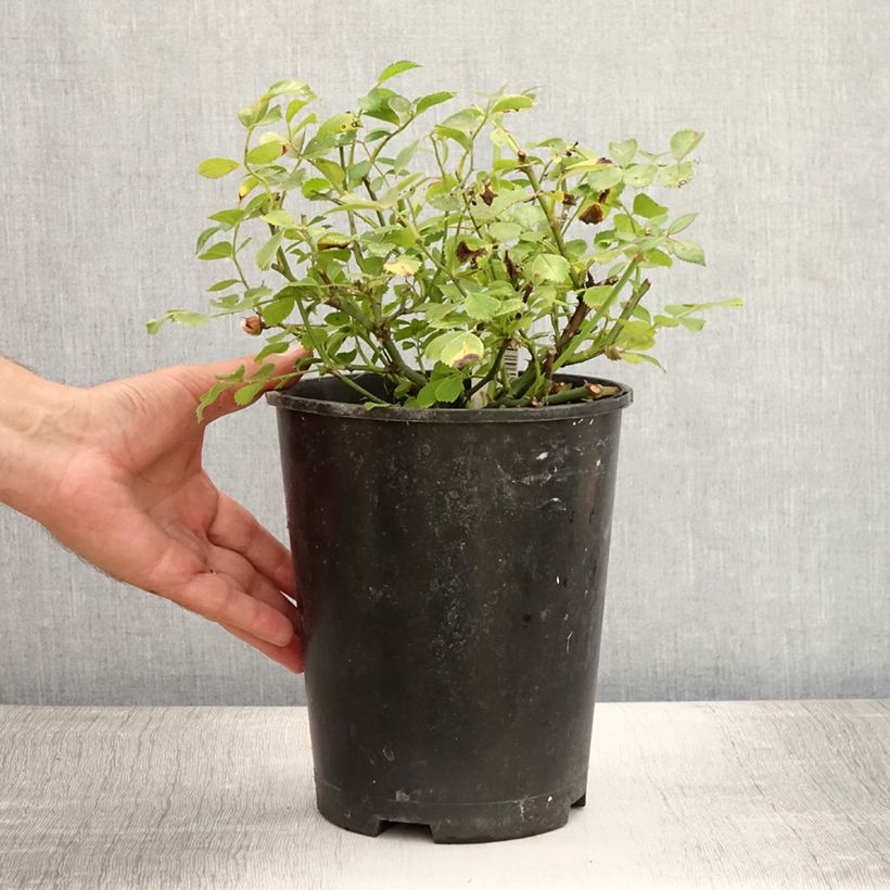 Exemplar von Rosa Satina - Bodendecker-Rose Topf mit 2L/3L wie im Sommer geliefert