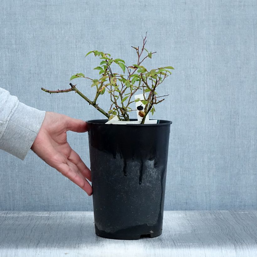 Exemplar von Rosa Snow Star - Bodendecker-Rose Topf mit 4L/5L wie im Herbst geliefert
