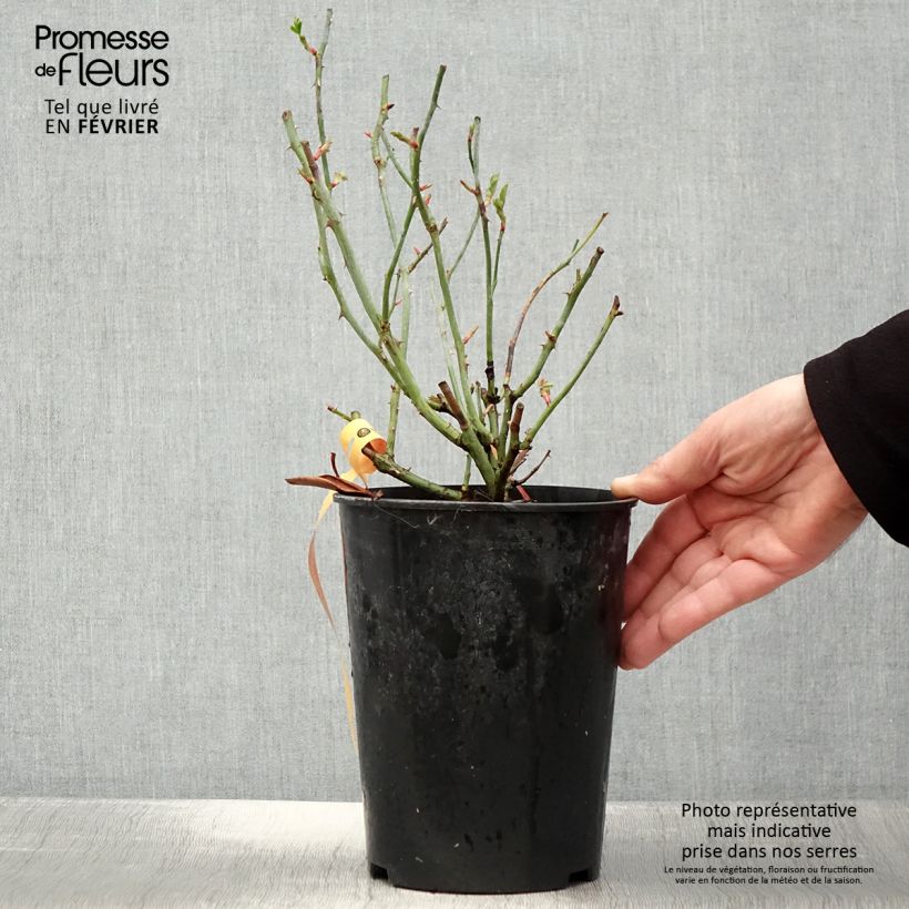 Exemplar von Rosa Swany - Bodendecker-Rose Topf mit 3L/4L wie im Winter geliefert