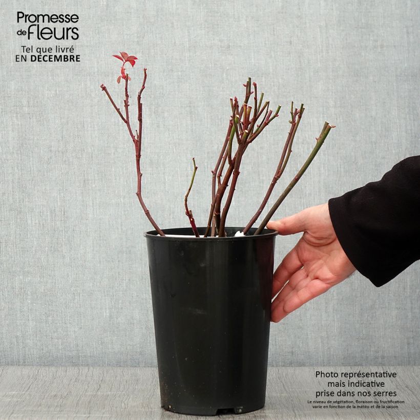 Exemplar von Rosa Brother Cadfael - Englische Rose Topf mit 4L/5L wie im Herbst geliefert
