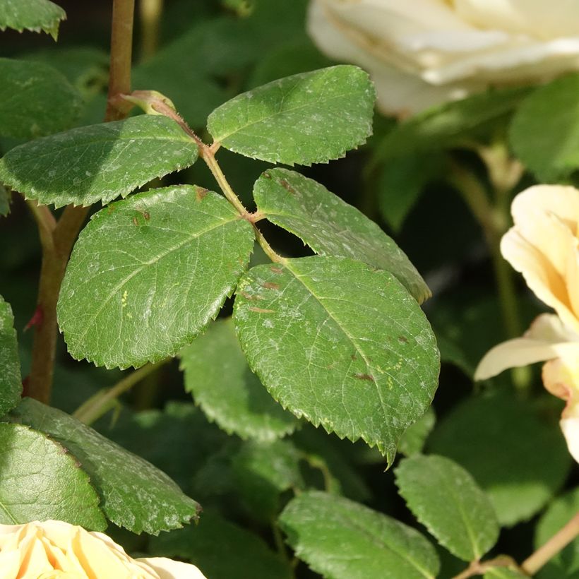 Rosa Charles Darwin - Englische Rose (Laub)