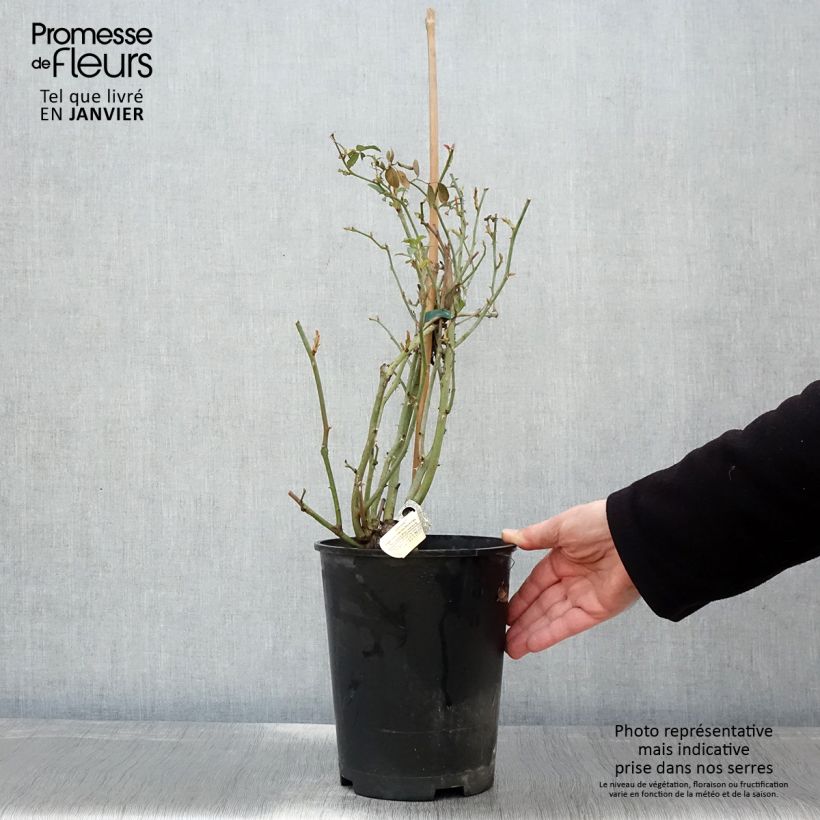 Exemplar von Rosa Claire Austin - Englische Rose Topf mit 4L/5L wie im Winter geliefert