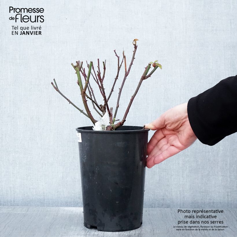 Exemplar von Rosa Gentle Hermione - Englische Rose Topf mit 4L/5L wie im Winter geliefert