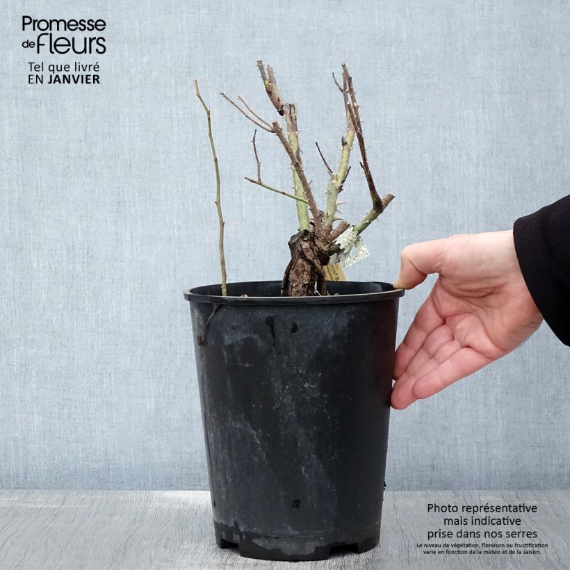 Exemplar von Rosa Gertrude Jekyll - Englische Rose Topf mit 4L/5L wie im Winter geliefert