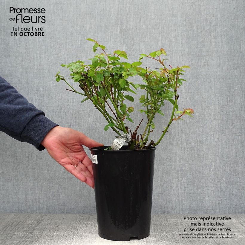 Exemplar von Rosa Graham Thomas - Englische Rose Topf mit 4L/5L wie im Herbst geliefert