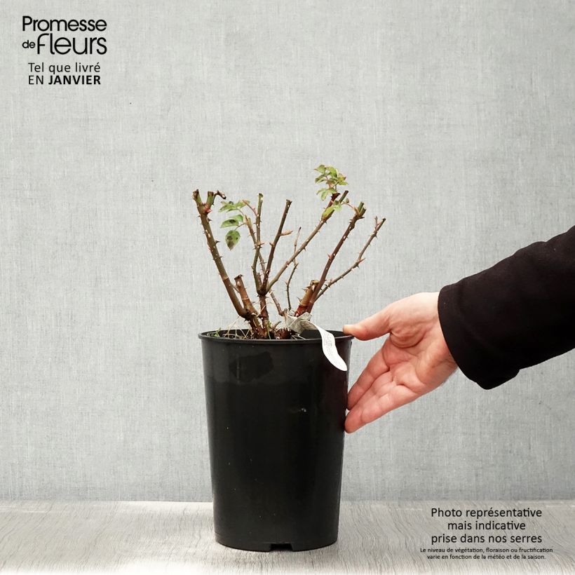 Exemplar von Rosa Imogen - Englische Rose Topf mit 4L/5L wie im Winter geliefert