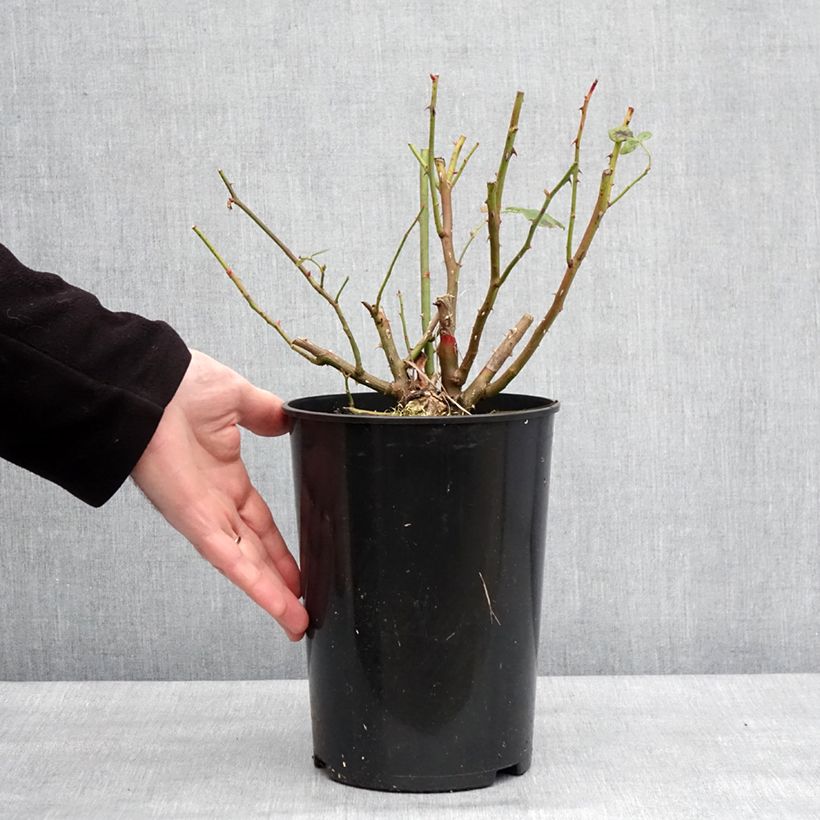 Exemplar von Rosa Lady Of Shalott - Englische Rose Topf mit 4L/5L wie im Winter geliefert