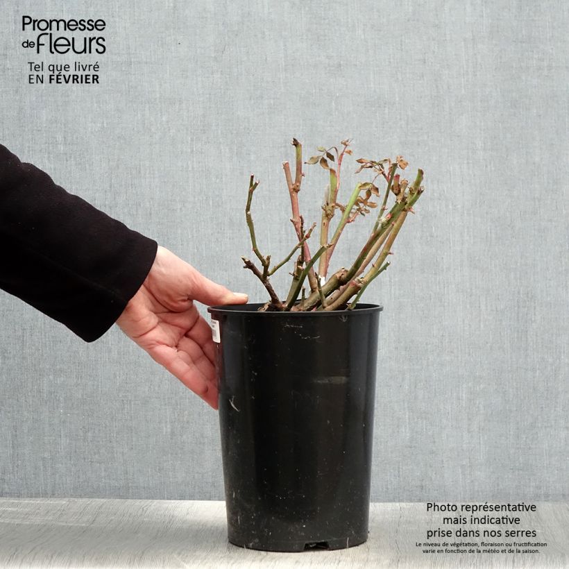 Exemplar von Rosa Lichfield Angel - Englische Rose Topf mit 4L/5L wie im Winter geliefert