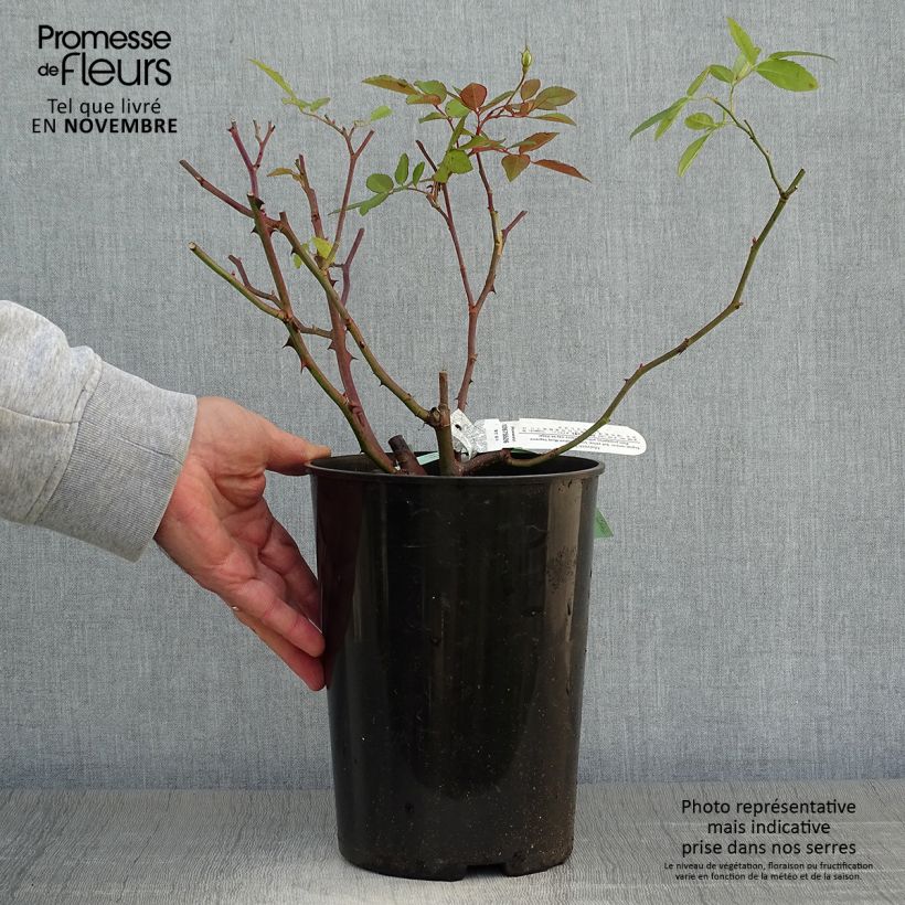 Exemplar von Rosa Malvern Hills - Englische Rose Topf mit 4L/5L wie im Herbst geliefert