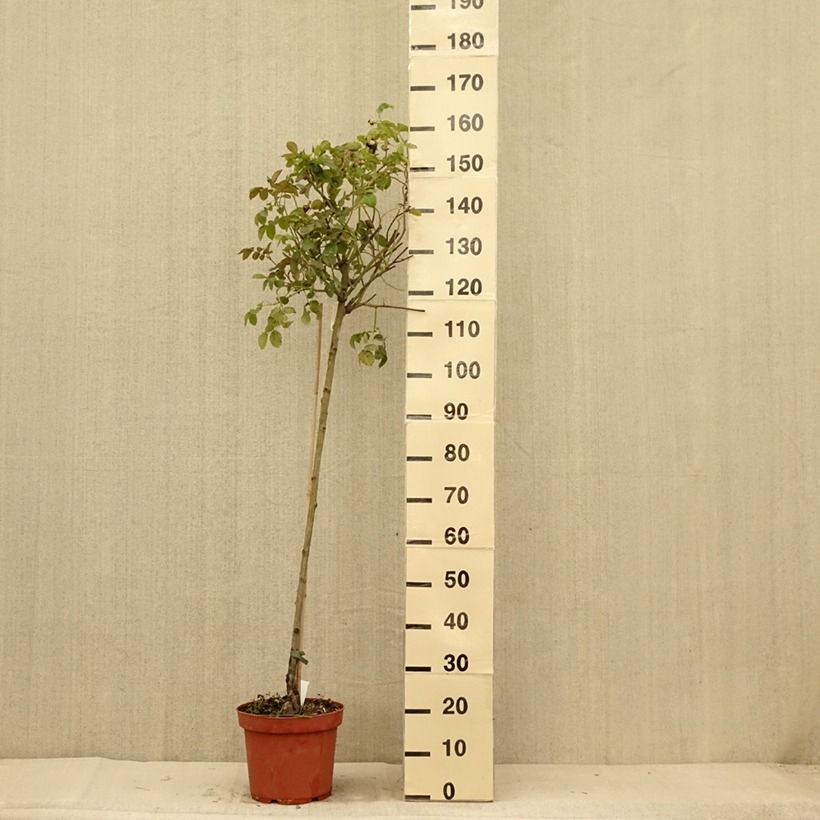 Exemplar von Rosa Port Sunlight - Englische Rose Topf mit 7,5L/10L, Stamm wie im Sommer geliefert