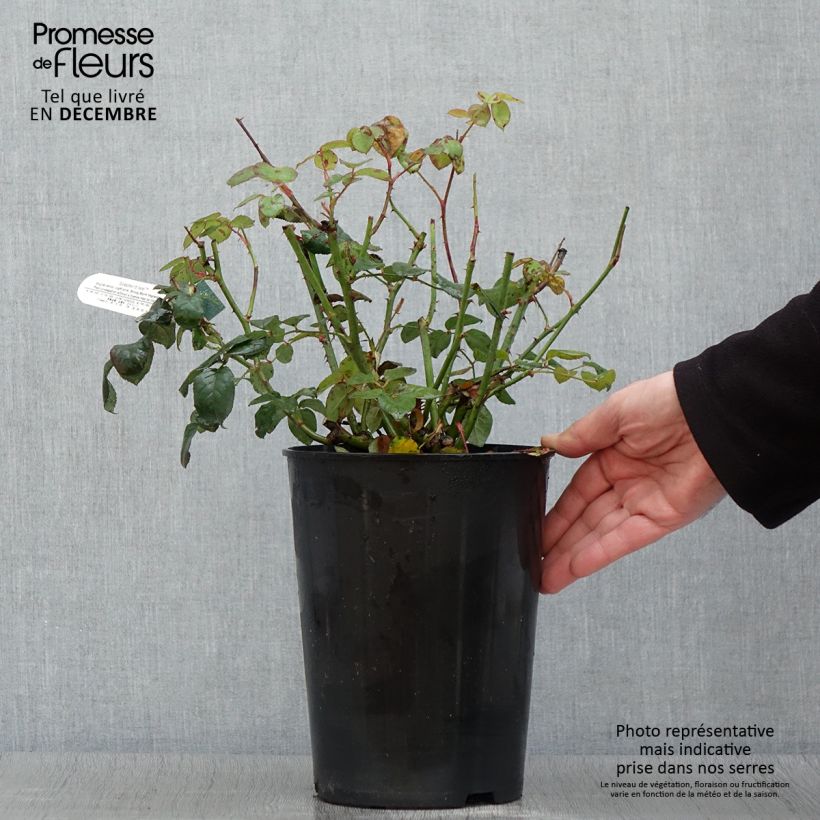 Exemplar von Rosa Scepter'd Isle - Englische Rose Topf mit 4L/5L wie im Herbst geliefert