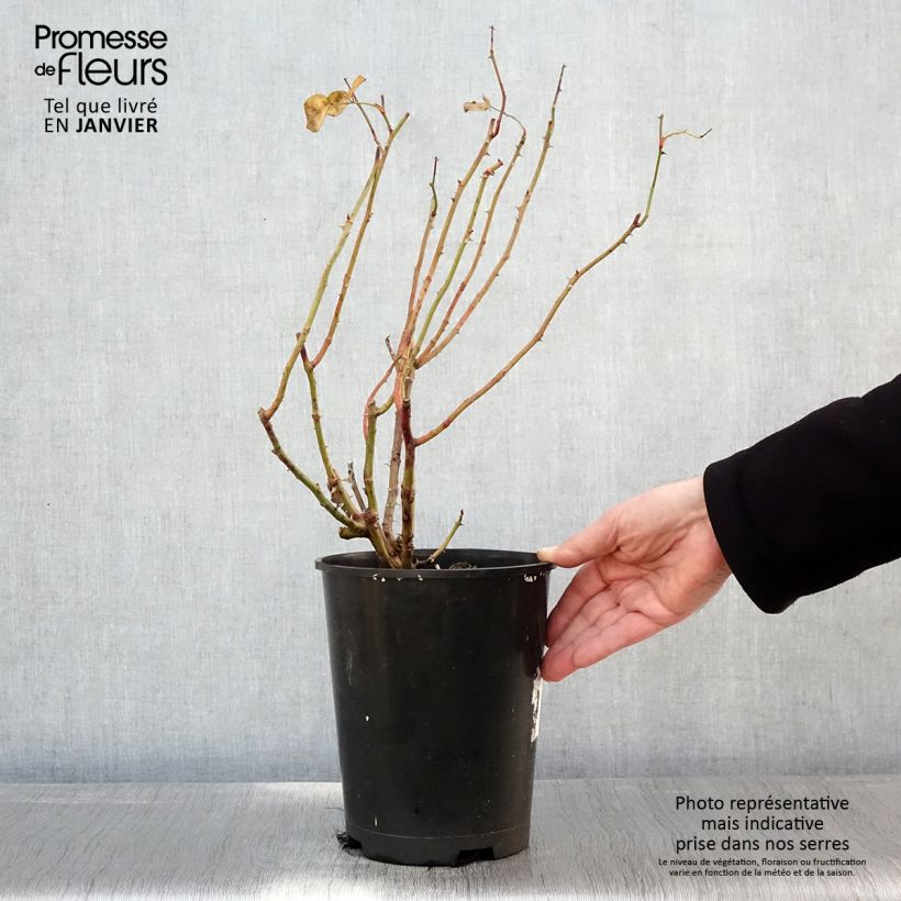 Exemplar von Rosa Strawberry Hill - Englische Rose Topf mit 4L/5L wie im Winter geliefert