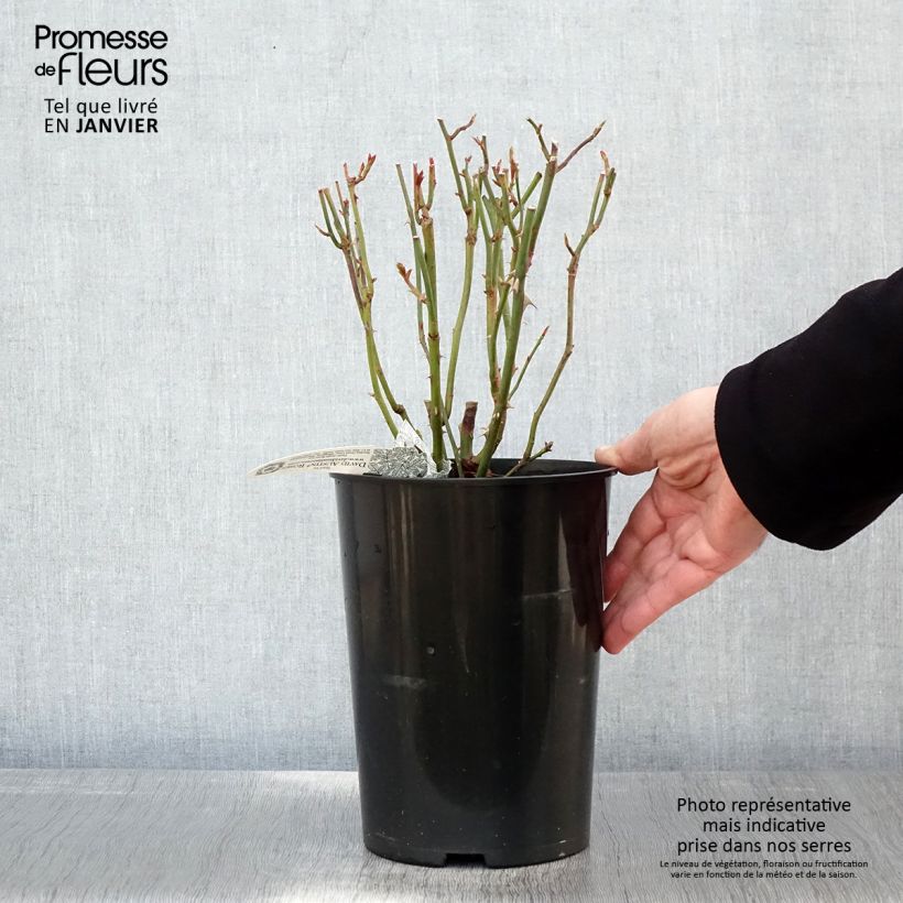 Exemplar von Rosa Summer Song - Englische Rose Topf mit 4L/5L wie im Winter geliefert