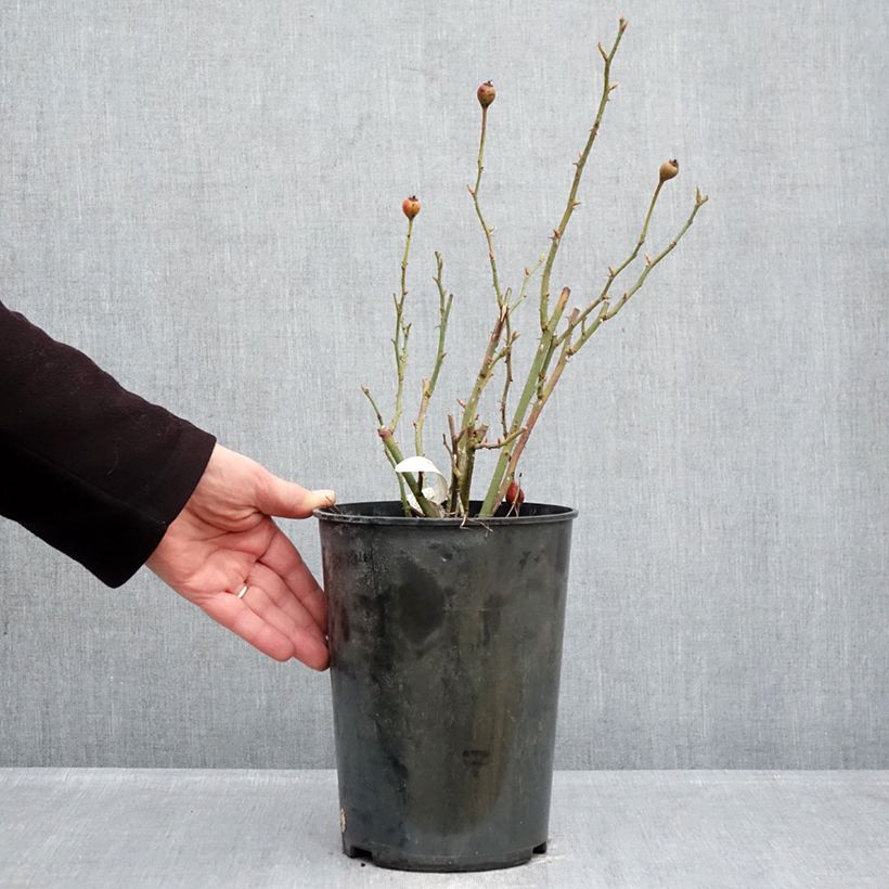 Exemplar von Rosa The Lark Ascending - Englische Rose Topf mit 4L/5L wie im Winter geliefert