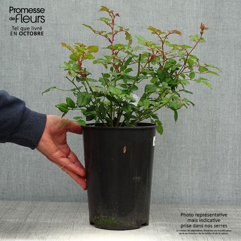 Exemplar von Rosa The Poet's Wife - Englische Rose Topf mit 4L/5L wie im Herbst geliefert