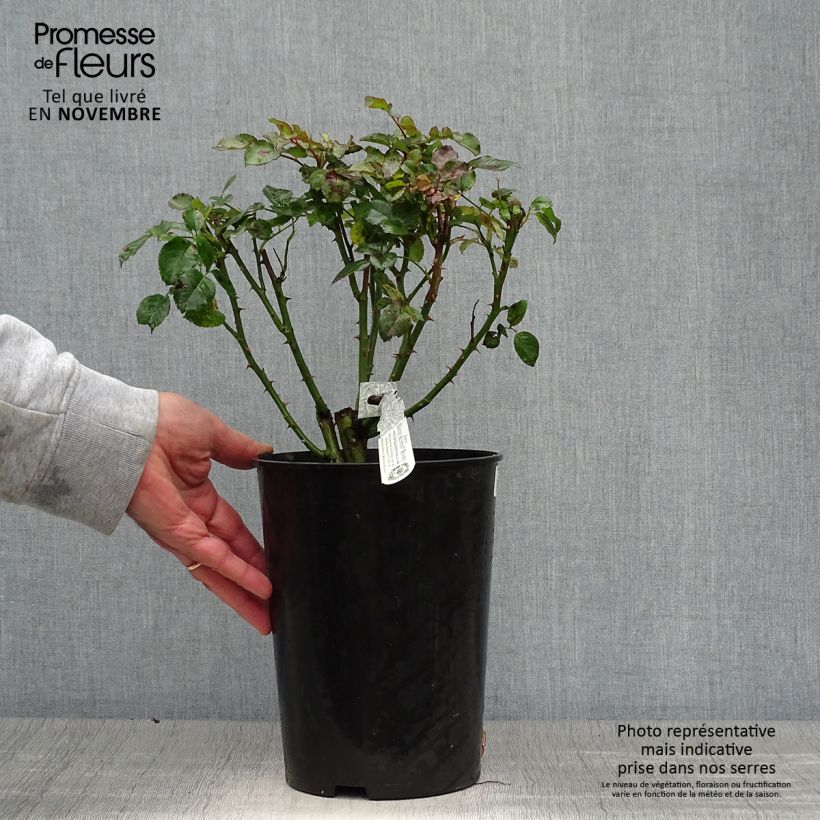 Exemplar von Rosa Tranquillity - Moschus-Rose Topf mit 4L/5L wie im Herbst geliefert