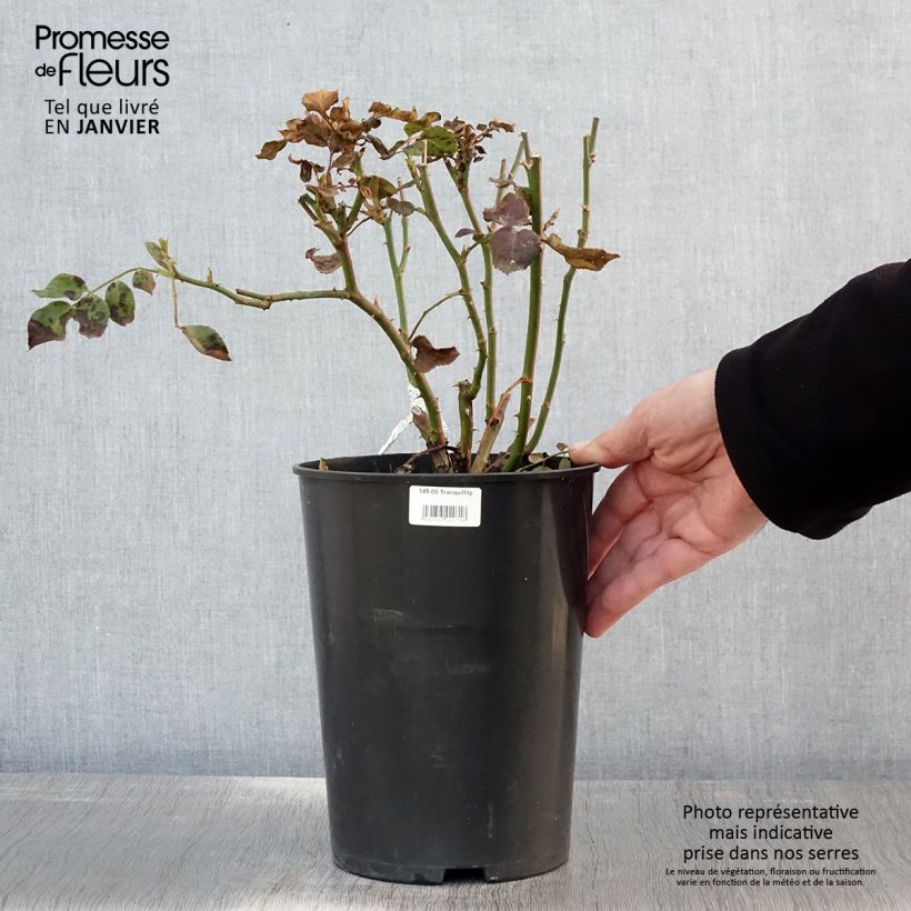 Exemplar von Rosa Tranquillity - Moschus-Rose Topf mit 4L/5L wie im Winter geliefert