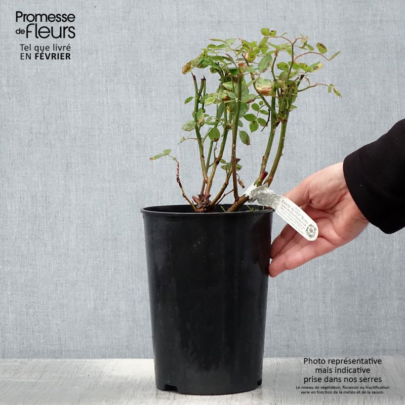 Exemplar von Rosa Vanessa Bell - Englische Rose Topf mit 4L/5L wie im Winter geliefert