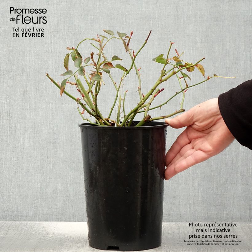 Exemplar von Rosa Wildeve - Englische Rose Topf mit 4L/5L wie im Winter geliefert