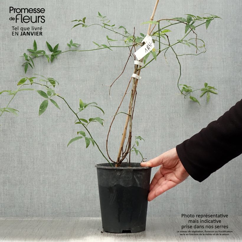 Exemplar von Rosa banksiae var. banksiae Alba Plena - Meran-Rose Topf mit 2L/3L wie im Winter geliefert