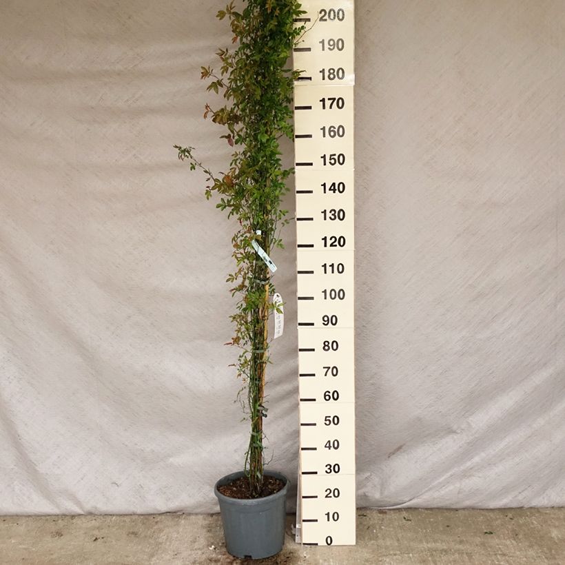 Exemplar von Rosa banksiae var. banksiae Alba Plena - Meran-Rose Topf mit 6L/7L wie im Frühjahr geliefert