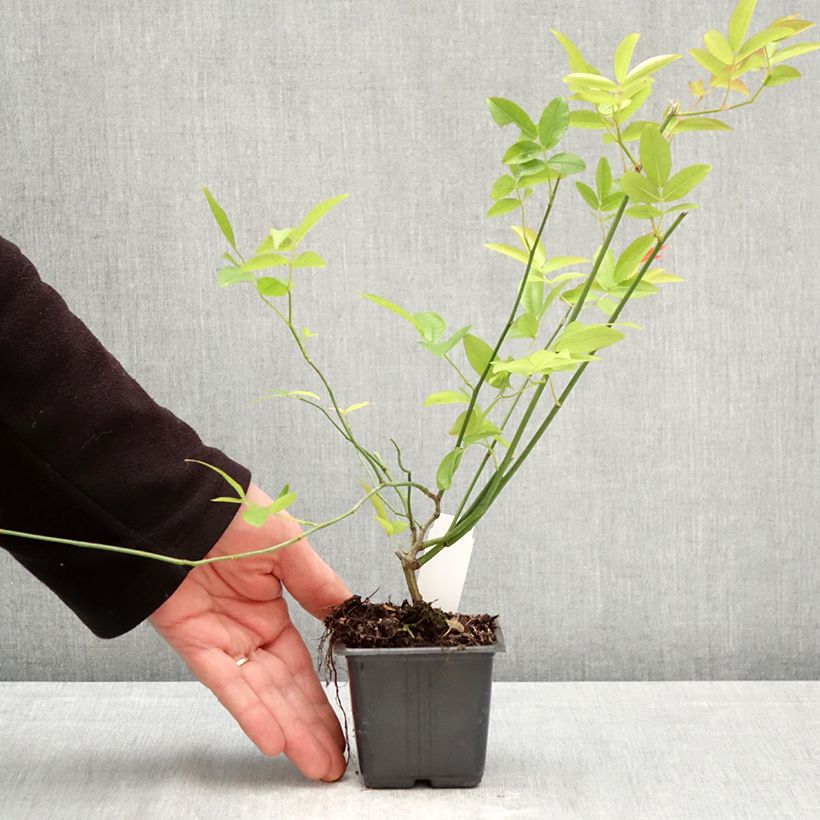 Exemplar von Rosa banksiae var. banksiae Alba Plena - Meran-Rose Kleine Töpfe von 8/9 cm wie im Frühjahr geliefert