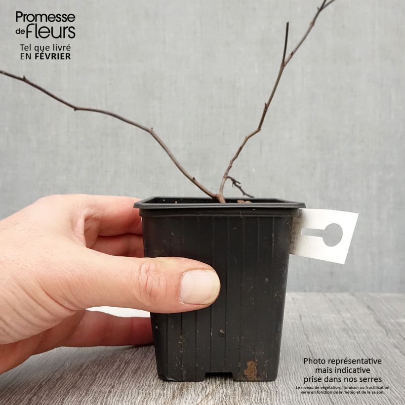 Exemplar von Rosa banksiae Lutea - Meran-Rose Kleine Töpfe von 8/9 cm wie im Winter geliefert