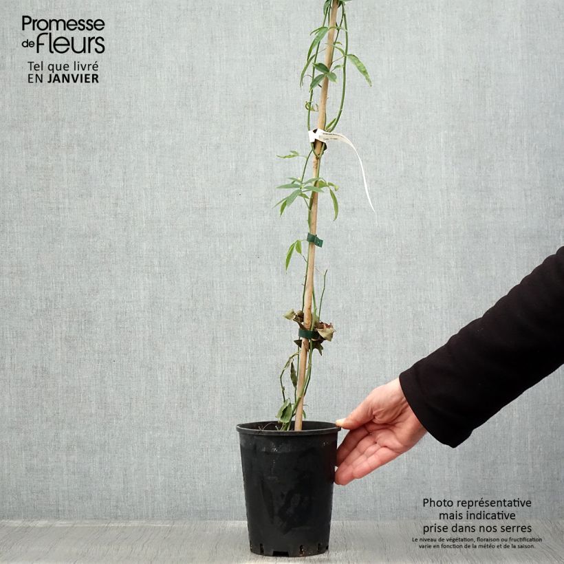 Exemplar von Rosa banksiae Lutea - Meran-Rose Topf mit 2L/3L wie im Winter geliefert