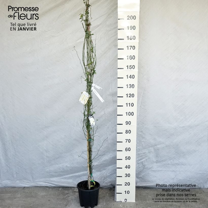 Exemplar von Rosa banksiae Lutea - Meran-Rose Topf mit 7,5L/10L wie im Winter geliefert