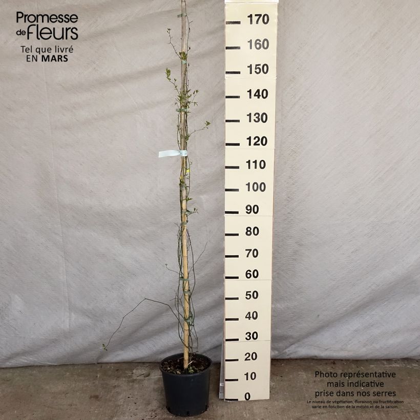 Exemplar von Rosa banksiae Lutea - Meran-Rose Topf mit 7,5L/10L wie im Frühjahr geliefert