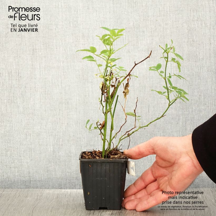 Exemplar von Rosa banksiae Rosea - Meran-Rose Kleine Töpfe von 8/9 cm wie im Winter geliefert