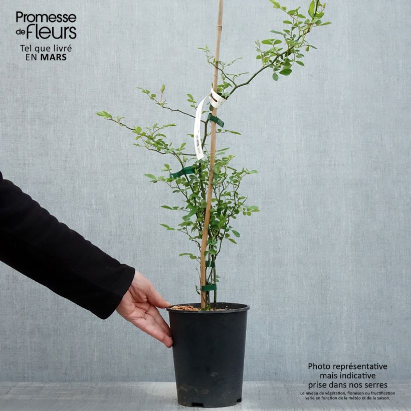 Exemplar von Rosa banksiae Rosea - Meran-Rose Topf mit 2L/3L wie im Frühjahr geliefert