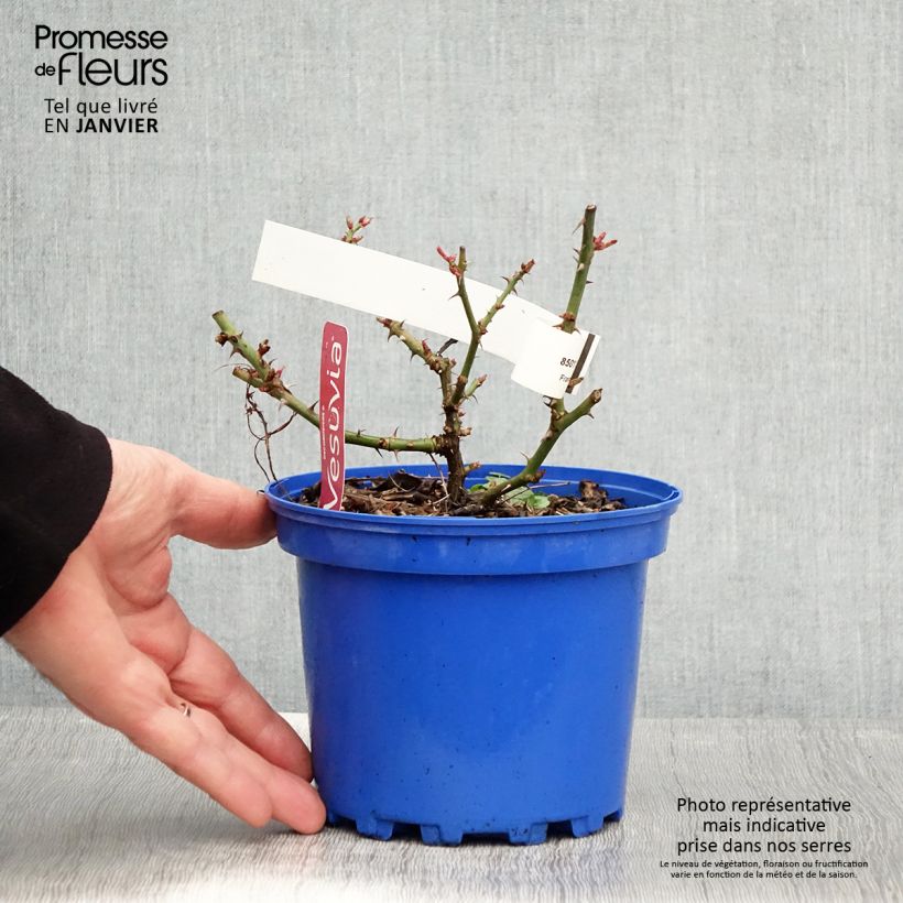 Exemplar von Rosa New Vesuvia - Bodendecker-Rose Topf mit 2L/3L wie im Winter geliefert